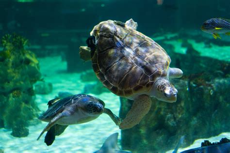 World Sea Turtle Day The Living Planet Aquarium