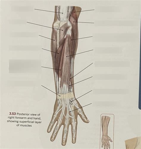 1103 Muscle Of The Forearm And Hand Posterior Superficial Diagram Quizlet