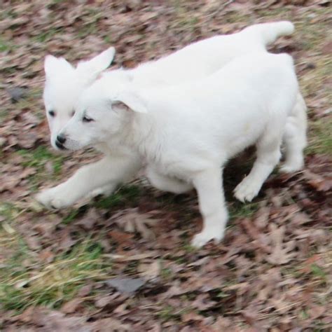 White German Shepherd Puppies 8 Weeks Old Gunther White German Shepherds