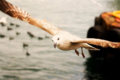 Free Picture Seagull Bird Flying Water Sea Birds Sky