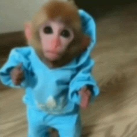 Monkey Reaction Monkey Reaction Confused Discover Share GIFs