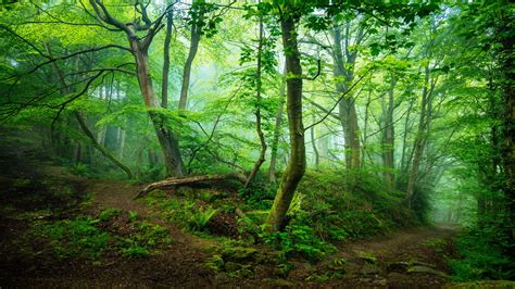Misty Green Forest 8k Ultra Fondo De Pantalla Hd Fondo De Escritorio
