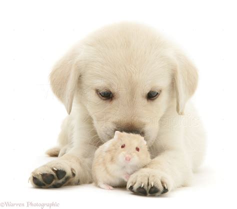 Retriever Cross Pup With A Hamster Photo Wp16882