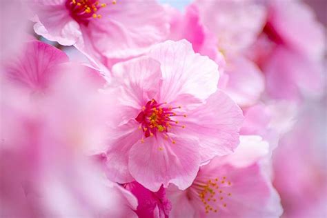 Recopilación imagen 200 flor de sakura significado Abzlocal mx