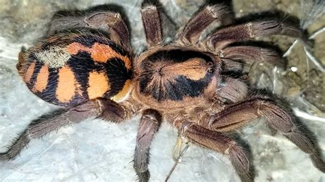 Hapalopus Sp Colombia Lg The Pumpkin Patch Toms Big Spiders