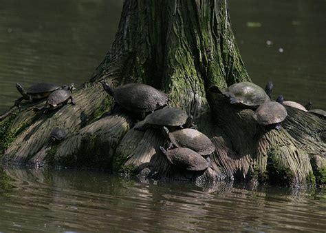Turtles In The Swamp Photograph By Tina B Hamilton Fine Art America