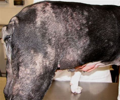 Pictures Of Skin Cancer Dog Skin Cancer