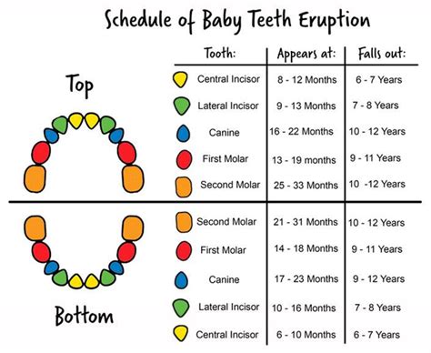 Pediatric Tooth Eruption Chart