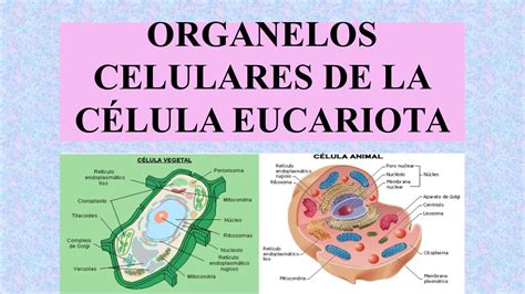 Estructura Y Organelos De La Celula Eucariota 2021 Idea E Inspiración
