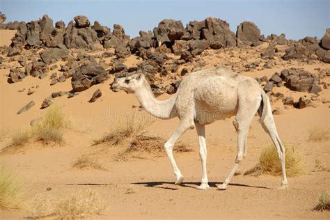 Camello En El Desierto Libia Fotos De Archivo Imagen 13502213