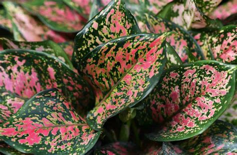 15 Awesome House Plants With Red And Green Leaves Well Researched