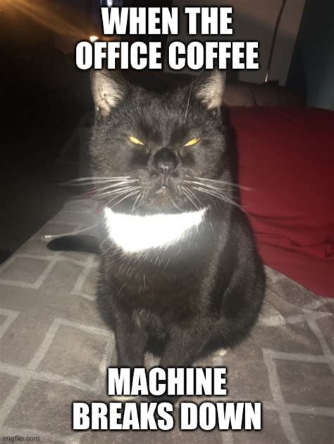 Tired Coffee Cat