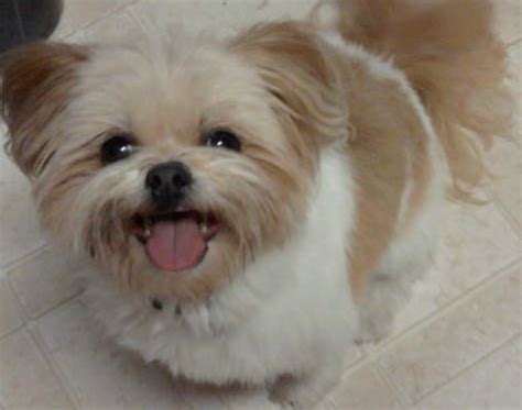 Look at pictures of shih tzu puppies who need a home. Shiranian (Pomeranian-Shih Tzu Mix) Info, Care, Training, Pictures