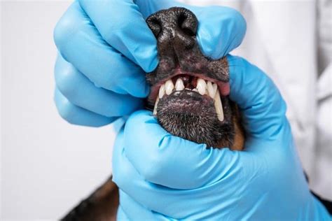 Why Do Dogs Lose Teeth A Vets Dental Tips Pet Life Today