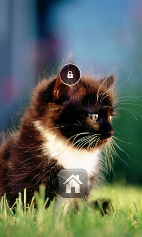 Posts about lock screen written by kuroabybweisse. Black Kitten Lock Screen Free Android Theme download ...
