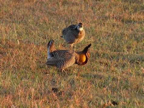 Greater Prairie Chickens In Colorado — A Species Profile The Fort