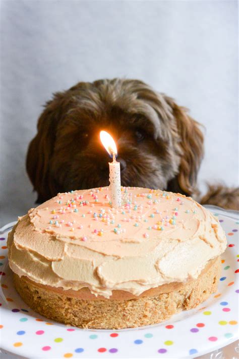 But wait a second… can a dog eat birthday cake? Mini dog birthday cake recipe > fccmansfield.org