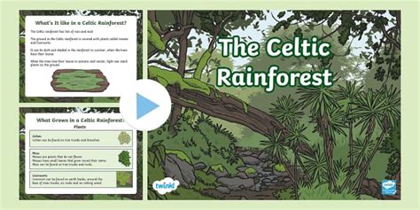 Celtic Rainforest Powerpoint Cfe First Level Twinkl