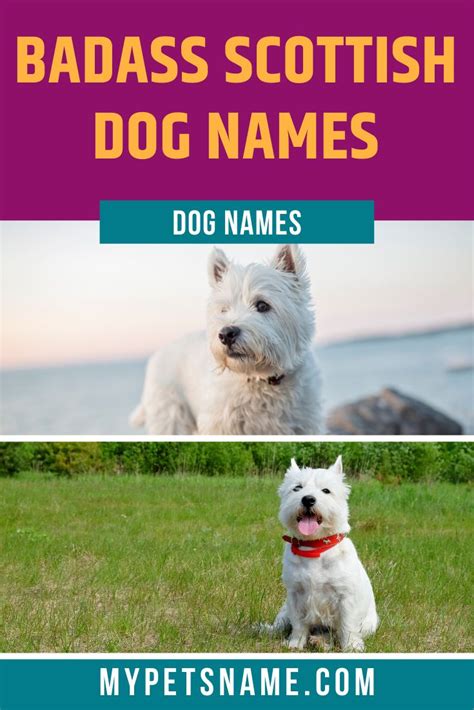 Badass Scottish Dog Names Dog Names Female Dog Names Dogs