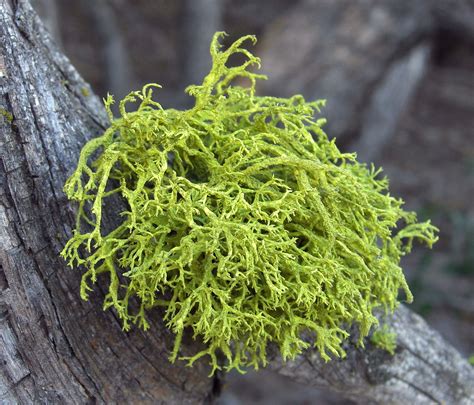 Ihm lachte das glück lit. Fruticose lichen - Wikipedia