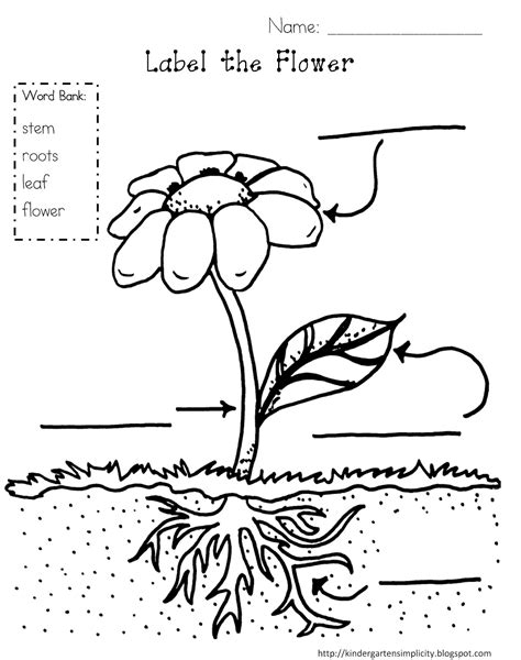 14 Parts Of A Plant Worksheet First Grade