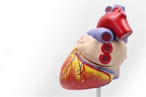 Buy Educational Model Enlarged Version Of The Human Heart Anatomical
