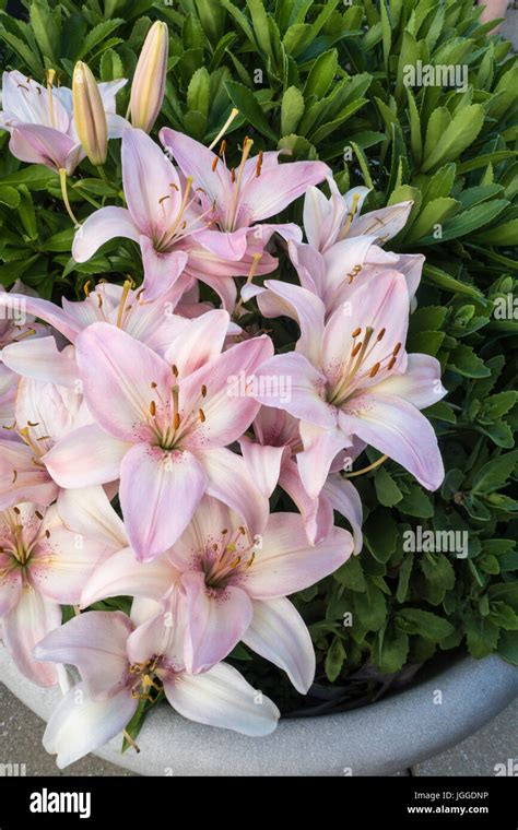Lilies In The Daylight Hi Res Stock Photography And Images Alamy