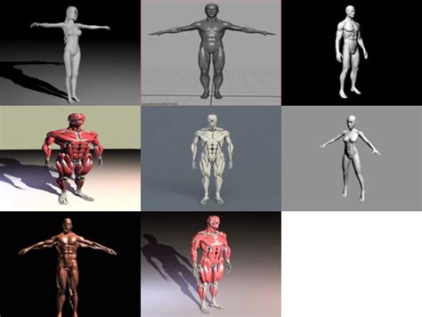 8 Human Body Free 3d Models Anatomy Female Male Muscles Open3dmodel