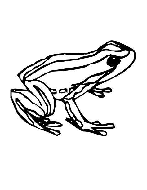Rainforest Poison Dart Frog Coloring Page Coloring Pages