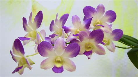 White And Purple Orchids 4k Wallpaper