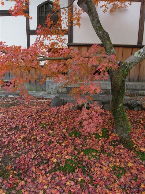 度々行きたい旅。 京都観光：京都市内は紅葉のピークを迎えています！ 京都観光 紅葉 京都