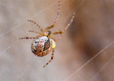 Diamond Comb Footed Spider Achaearanea Veruculata