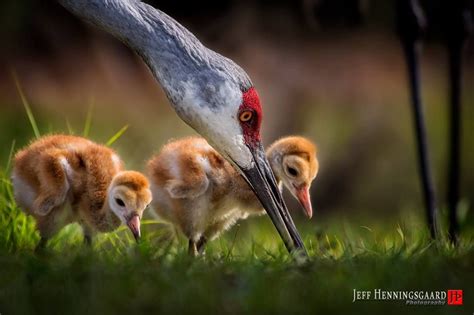 Jeff Henningsgaard‎ Winged Wonders Bird Photography On The Hunt