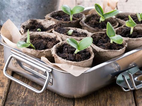 Seed Starting Tips Learn About The Best Time To Start Seeds