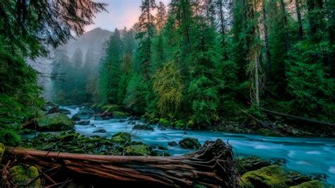 Download Wallpaper Forest Tree River Usa Washington The