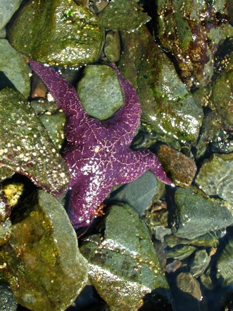 Purple Starfish 02 Flickr Photo Sharing