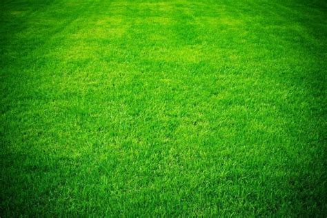 Zoysia grasses also make for a durable lawn as they are generally resistant to weeds, insects, and diseases that can harm other types of grass. Low Maintenance Lawn with Empire Zoysia Grass | ALC Turf