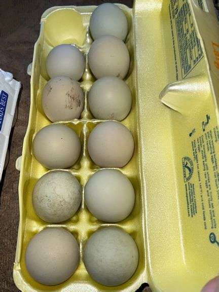 Fertile Olive Egger X Naked Neck Eggs Rogers Community Auction Inc
