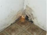 Home Inspection Mold Images