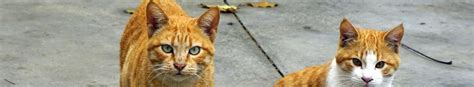 Caring For Outdoor Cats In Our Community Nj Cat Rescue