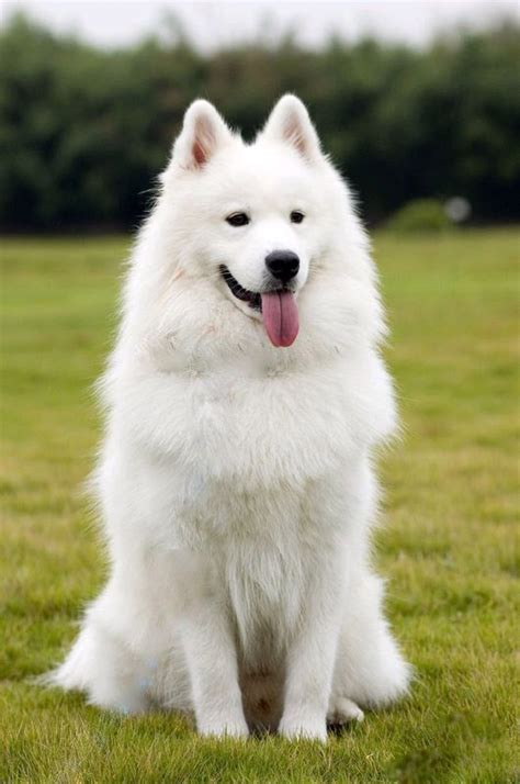 Samoyed Info Temperament Lifespan Puppies Pictures