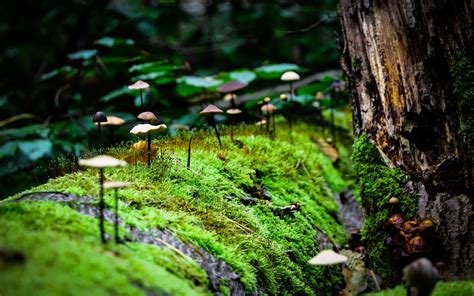 Macro Mushroom Moss Nature Wallpapers Hd Desktop And
