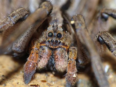 How Domesticated Tarantulas Are Dealing With Covid 19 Boing Boing