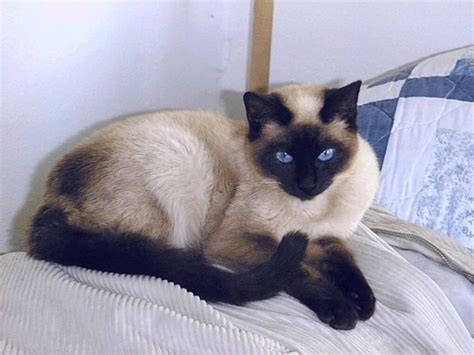 Siamese with a 'blue rinse', blue point siamese cats are distinctive, gentle and beautiful! Lame Cherry: A Seal Point Siamese Cat