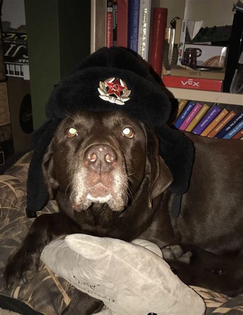 Psbattle Dog With Soviet Union Hat On Photoshopbattles