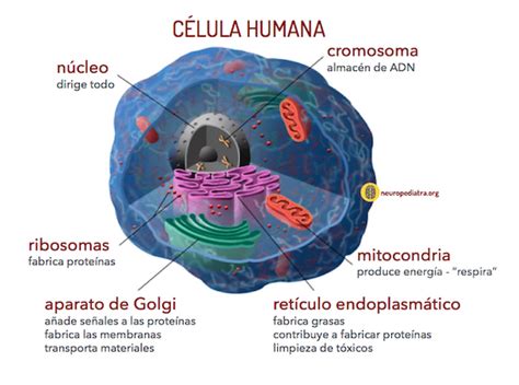 Partes De La Célula Humana Y Sus Funciones Consejos Celulares