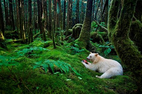 Spectacular Photos Reveal Newly Protected Great Bear Rainforest