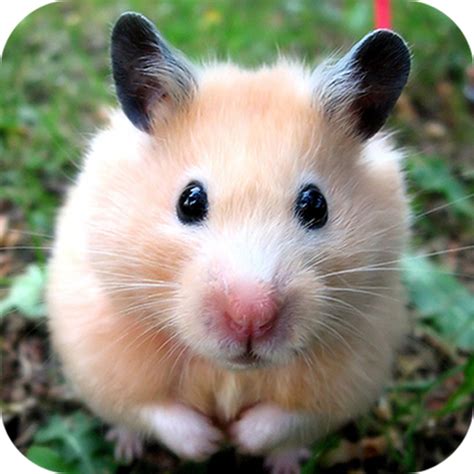 Cute Hamster Appstore For Android