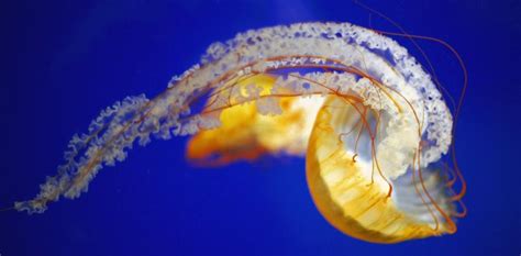 Jellyfish Are The Most Energy Efficient Swimmers New Metric Confirms