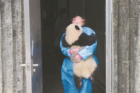 Panda Nannies And Their Babies 5 Peoples Daily Online